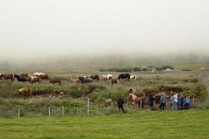 Leute, die Pferderanch-Landschaftsfoto besuchen foto