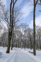 Weg und Bäume in einem Park im Schnee im Winter foto