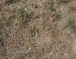Gras vergilbt durch Dürre foto