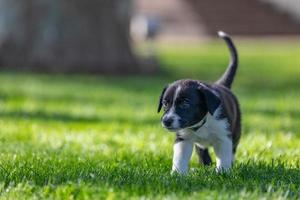 entzückendes Porträt eines erstaunlich gesunden und glücklichen schwarzen und weißen Border-Collie-Welpen foto