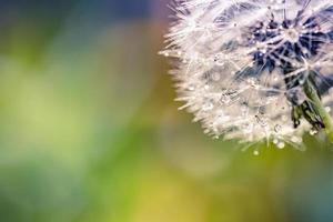 Nahaufnahme von blühenden gelben Löwenzahnblumen Taraxacum officinale im Garten zur Frühlingszeit. Detail der hellen gemeinsamen Löwenzahn auf der Wiese im Frühling. als Heilkraut und Lebensmittelzutat verwendet foto