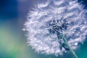 Nahaufnahme von blühenden gelben Löwenzahnblumen Taraxacum officinale im Garten zur Frühlingszeit. Detail der hellen gemeinsamen Löwenzahn auf der Wiese im Frühling. als Heilkraut und Lebensmittelzutat verwendet foto