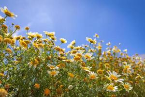 schönes Feld von Gänseblümchenblumen im Frühling. unscharfe abstrakte sommerwiese mit hellen blüten und blauem himmel. idyllische Naturlandschaft, Sonnenstrahlen. schöne Natur foto