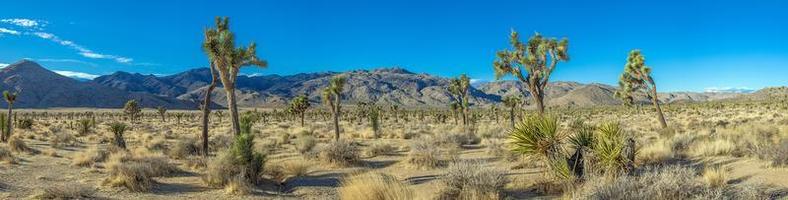 bild des yoshua tree nationalparks mit kakteenbäumen in kalifornien tagsüber foto