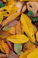 Herbst bunte gefallene Blätter, Draufsicht. Hintergrund foto