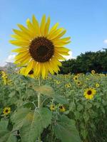 Sonnenblumenfeld in Thailand. foto