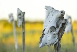 Tierschädel, der an einer Stange hängt foto