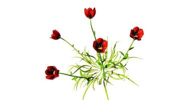 botanische digitale Wiedergabe der roten Blumen foto