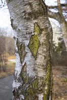 Nahaufnahme der Baumoberfläche. Schönheit der Natur. foto