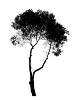 Silhouette Baumpinseldesign auf weißem Hintergrund, Illustrationen Pinselpinsel aus echtem Baum mit Beschneidungspfad und Alphakanal foto