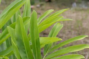 frische grüne Blätter im Garten foto