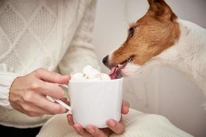 Hund trinkt aus Kaffeetasse mit Marshmallow in Frauenhänden foto