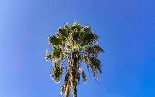 blauer himmel der tropischen natürlichen palmenkokosnüsse in mexiko. foto