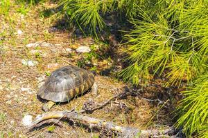 schildkröte, die auf dem waldboden in voula griechenland kriecht. foto