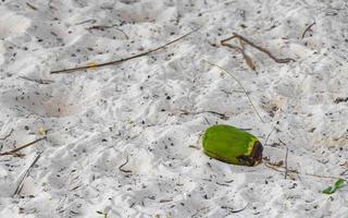 alte gefallene Kokosnuss liegt am Strand und verrottet. foto