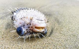 Tote Kugelfische, die am Strand angespült wurden, liegen auf Sand. foto