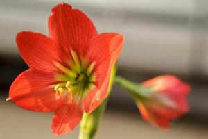 hippeastrum johnsonii bury - blühende, schöne, hellrote Blüten, die als Zierpflanze im Garten gepflanzt werden, ist eine glücksverheißende Kräuterpflanze, die in Thailand und Asien beliebt ist. foto