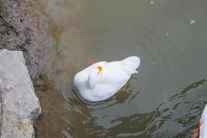 Eine weiß gefiederte Ente schwimmt gemütlich im Pool. foto