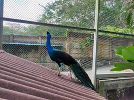 Pfau mit schönen blauen Federn am Hals und schwarz am Körper und hat einen langen Schwanz foto