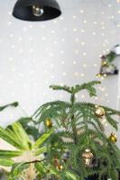 Araucaria Zimmerpflanze ist eine mit Weihnachtskugeln geschmückte Zimmerfichte wie ein Weihnachtsbaum am Fenster. grüne Inneneinrichtung foto