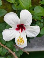 eine schöne schuhblume im garten, auf indonesisch nennen wir sie bunga sepatu foto