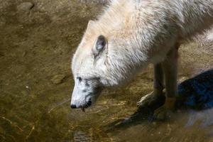 Weißer Polarwolf trinkt Wasser, Canis Lupus Arctos foto