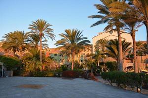 schöne aussicht auf den tropischen inselgarten mit palmen, blumen auf fuerteventura, kanarische inseln, spanien, europa. foto