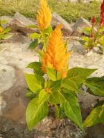 gelbe schöne blumen mit blatt foto