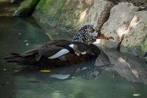 Weißflügelente, Asarcornis scutulata foto