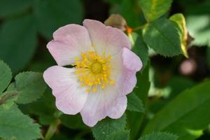 Nahaufnahme einer Heckenrose, Rosa Canina, mit grünen Blättern foto