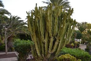 schöne aussicht auf den tropischen inselgarten mit palmen, blumen auf fuerteventura, kanarische inseln, spanien, europa. foto