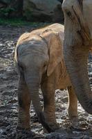 ein afrikanisches elefantenjunges loxodonta africana, das zwischen erwachsenen steht foto