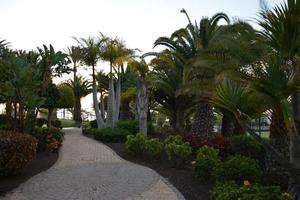 schöne aussicht auf den tropischen inselgarten mit palmen, blumen auf fuerteventura, kanarische inseln, spanien, europa. foto