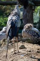 der Sekretärsvogel oder Sekretärsvogel sagittarius serpentarius foto