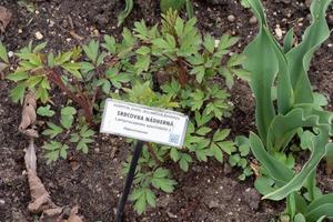 Lamprocapnos spectabilis wächst im Garten foto