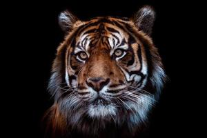 Vorderansicht des Sumatra-Tigers isoliert auf schwarzem Hintergrund. Porträt des Sumatra-Tigers, Panthera Tigris Sumatrae foto