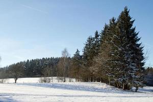 schneebedeckte Bäume im Winter foto