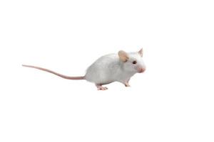 eine weiße Maus vor weißem Hintergrund foto