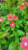 schöne kosmosblumen blühen im garten foto