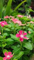 schöne kosmosblumen blühen im garten foto