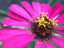 Makrorosa Blume mit Unschärfehintergrund. foto