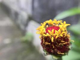 Nahaufnahmefoto von gelben Blumen. foto