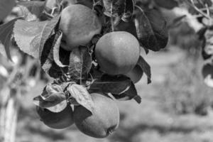 Fotografie zum Thema schöne Frucht Zweig Apfelbaum foto