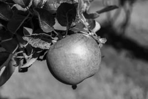 Fotografie zum Thema schöne Frucht Zweig Apfelbaum foto