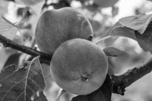 Fotografie zum Thema schöne Frucht Zweig Apfelbaum foto