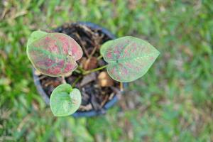 caladium bicolor im topf tolle pflanze zum dekorieren des gartens foto