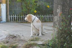 Hund sitzt vor dem Haus foto