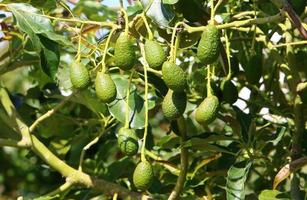 große Avocadofrüchte in einem Stadtpark in Israel foto