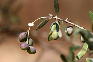 Olivenbäume in einem Stadtpark im Norden Israels. foto