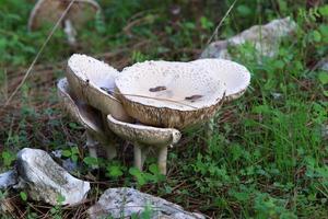 Pilze in einem Wald im Norden Israels. foto